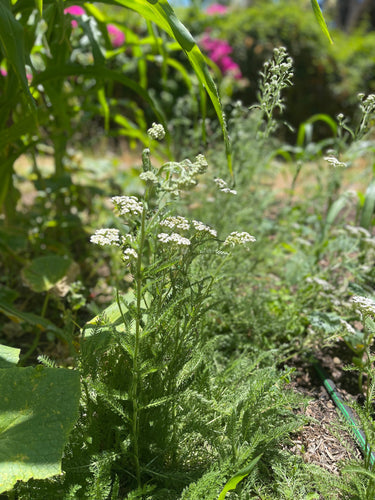 slow beauty home grown skincare